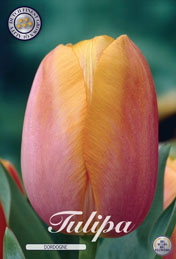 Tulp Dordogne met 5 zakjes a 10 bollen