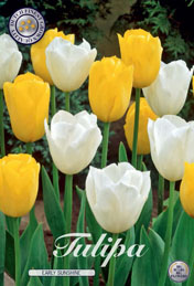 Tulp Early Sunshine met 5 zakjes a 10 bollen