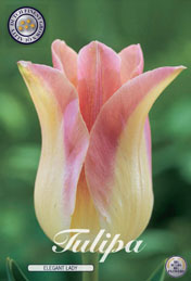 Tulp Elegant Lady met 5 zakjes a 10 bollen