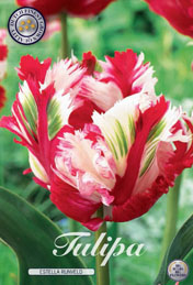 Tulp Estella Rijnveld met 5 zakjes a 7 bollen