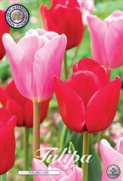 Tulp Feeling Love met 5 zakjes a 10 bollen