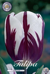 Tulp Flaming Flag met 5 zakjes a 10 bollen