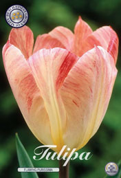 Tulp Flaming Purissima met 5 zakjes a 10 bollen