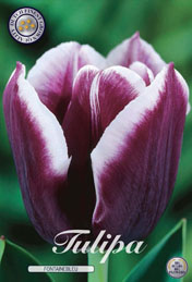 Tulp Fontainebleu met 5 zakjes a 10 bollen