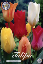 Tulp Fosteriana Mixed met 5 zakjes a 10 bollen