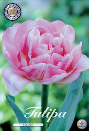 Tulp Foxtrot met 5 zakjes a 10 bollen