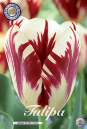 Tulp Grand Perfection met 5 zakjes a 10 bollen