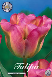 Tulp Groenland met 5 zakjes a 10 bollen