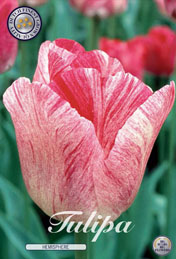 Tulp Hemisphere met 5 zakjes a 7 bollen