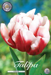 Tulp Horizon met 5 zakjes a 10 bollen