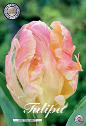 Tulp Libretto Parrot met 5 zakjes a 7 bollen