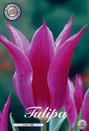 Tulp Lilac Time met 5 zakjes a 10 bollen