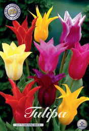 Tulp Lily Flowering Mixed met 5 zakjes a 10 bollen