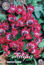 Tulp Little Beauty met 5 zakjes a 10 bollen