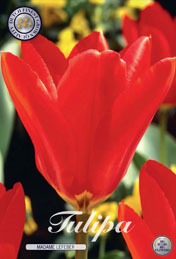 Tulp Madame Lefeber met 5 zakjes a 10 bollen