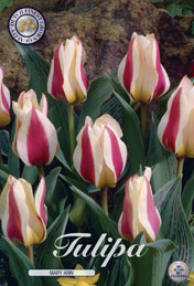 Tulp Mary Ann met 5 zakjes a 10 bollen
