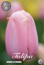 Tulp Menton met 5 zakjes a 10 bollen