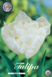 Tulp Mondial met 5 zakjes a 10 bollen