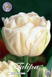Tulp Mount Tacoma met 5 zakjes a 10 bollen