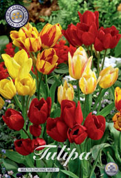 Tulp Multi-Flowering Mixed met 5 zakjes a 7 bollen