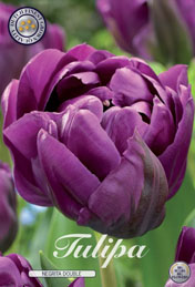 Tulp Negrita Double met 5 zakjes a 10 bollen