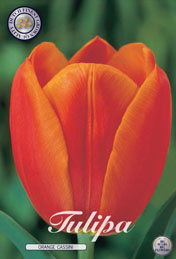 Tulp Orange Cassini met 5 zakjes a 10 bollen