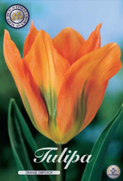 Tulp Orange Emperor met 5 zakjes a 10 bollen