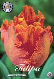Tulp Orange Favourite met 5 zakjes a 7 bollen