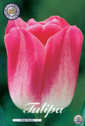 Tulp Page Polka met 5 zakjes a 10 bollen