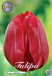 Tulp Pallada met 5 zakjes a 10 bollen