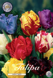 Tulp Parrot Mixed met 5 zakjes a 7 bollen