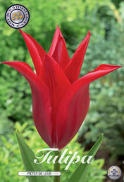 Tulp Pieter De Leur met 5 zakjes a 10 bollen