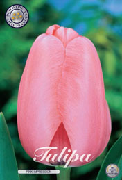 Tulp Pink Impression met 5 zakjes a 10 bollen