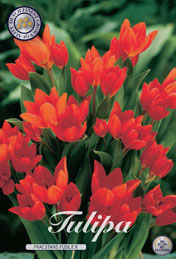Tulp Praestans Fusilier met 5 zakjes a 10 bollen