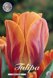 Tulp Prinses Irene met 5 zakjes a 10 bollen