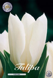 Tulp Purissima met 5 zakjes a 10 bollen