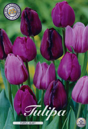 Tulp Purple Heart met 5 zakjes a 10 bollen