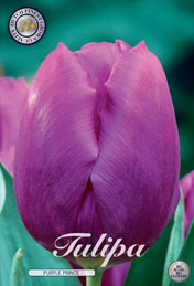 Tulp Purple Prince met 5 zakjes a 10 bollen