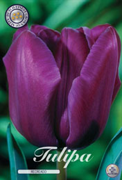 Tulp Recreado met 5 zakjes a 10 bollen