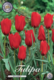 Tulp Red Hunter met 5 zakjes a 10 bollen
