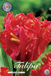 Tulp Red Parrot met 5 zakjes a 7 bollen