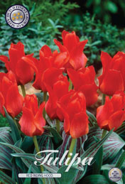 Tulp Red Riding Hood met 5 zakjes a 10 bollen