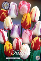 Tulp Rembrandt Mixed met 5 zakjes a 10 bollen