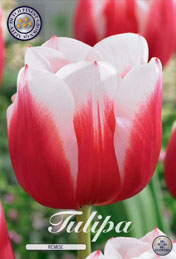 Tulp Remise met 5 zakjes a 10 bollen