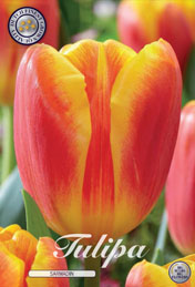 Tulp Sarmadin met 5 zakjes a 10 bollen