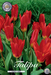 Tulp Scarlet Baby met 5 zakjes a 10 bollen