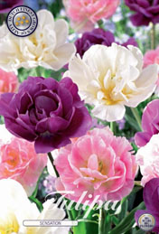 Tulp Sensation met 5 zakjes a 10 bollen