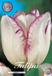 Tulp Shirley met 5 zakjes a 10 bollen