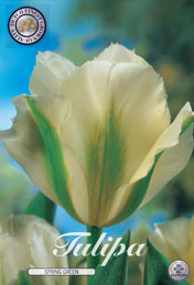 Tulp Spring Green met 5 zakjes a 10 bollen