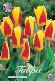 Tulp Stresa met 5 zakjes a 10 bollen